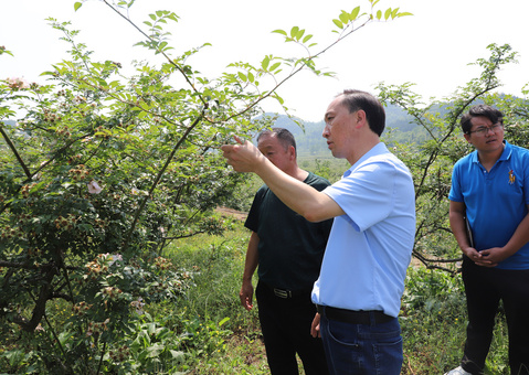 调研组在屯院村金刺梨基地了解金刺梨开花情况.jpg