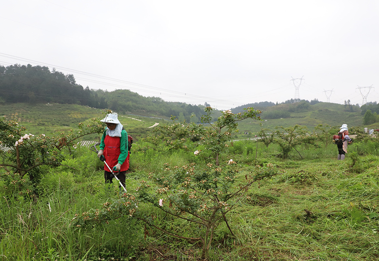 双堡镇大坝村村民在金刺梨基地除草。.JPG