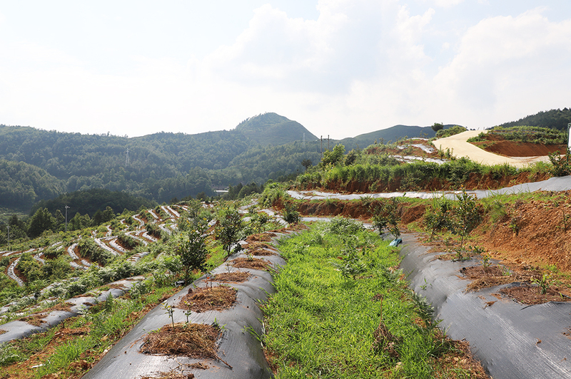 公司蓝莓种植基地.JPG