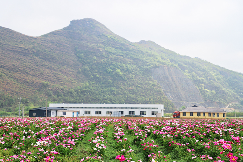 关岭花江漫语芍药谷.jpg