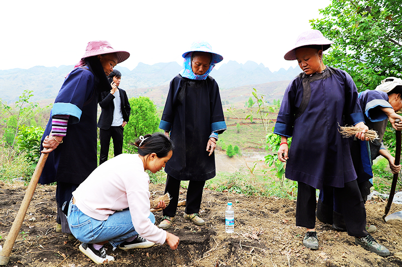 农技专家深入田间地头指导群众种植中药材.jpg