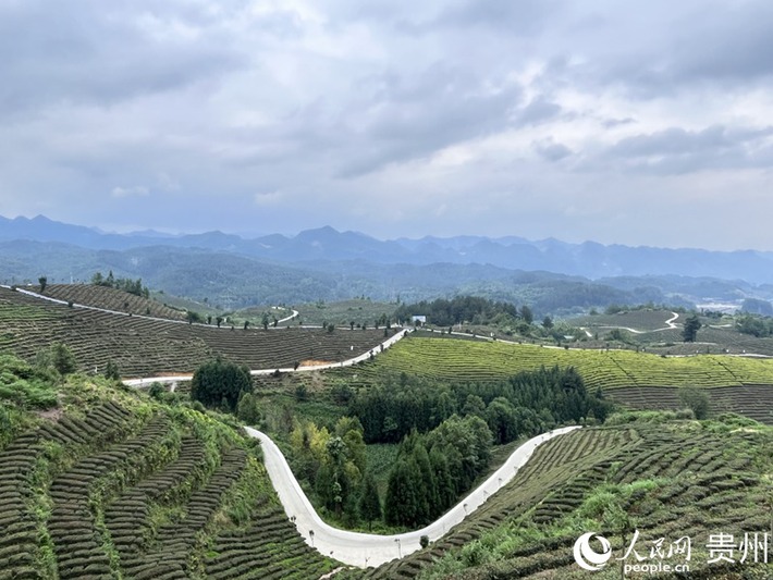 如今的凤凰山翠色欲流、步步皆景。人民网 陈洁泉摄