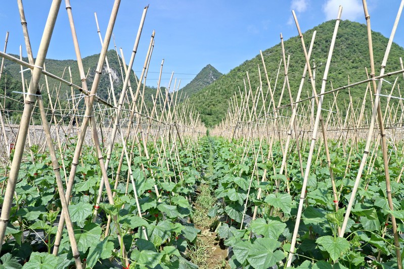 关岭坡贡镇水韵村高标准蔬菜种植基地所种植的优质黄瓜.JPG
