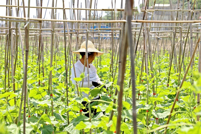当地群众在基地里管护黄瓜.JPG