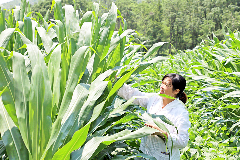 陈佳琴在宁河村大豆玉米带状复合种植示范点查看玉米长势.jpg