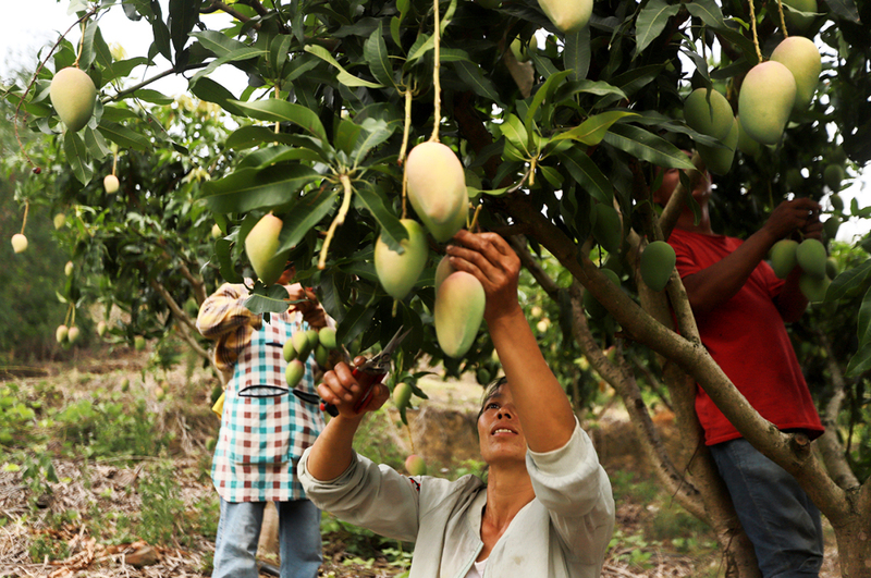 纳建村果农采摘芒果.JPG