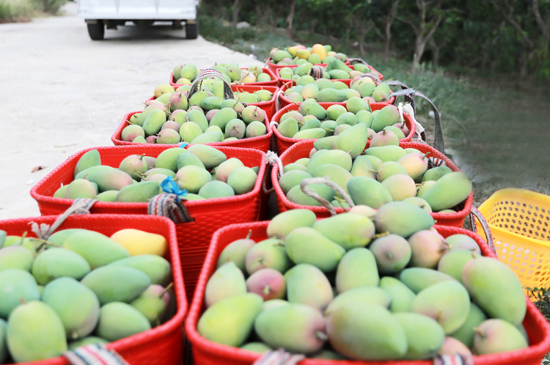 刚采摘待搬运下山的芒果.JPG
