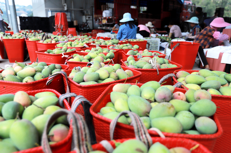 纳建村芒果分拣中心待销售的芒果.JPG