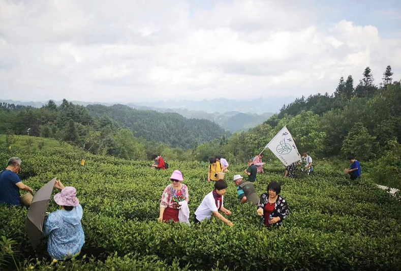 游客在茶山体验采茶.jpg