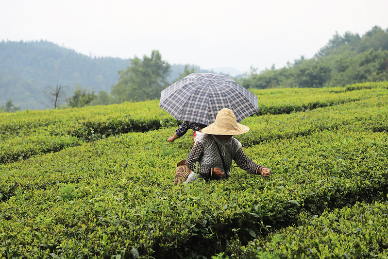 茶农正在采茶.jpg