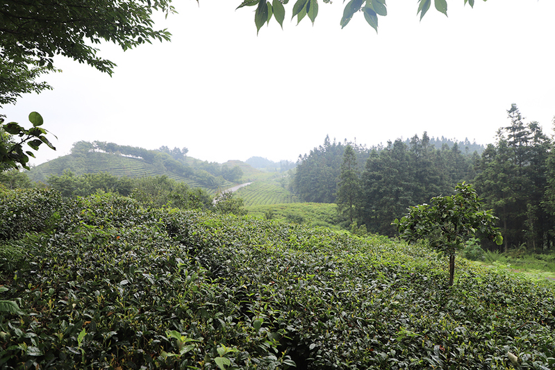 空气清新的茶山.jpg