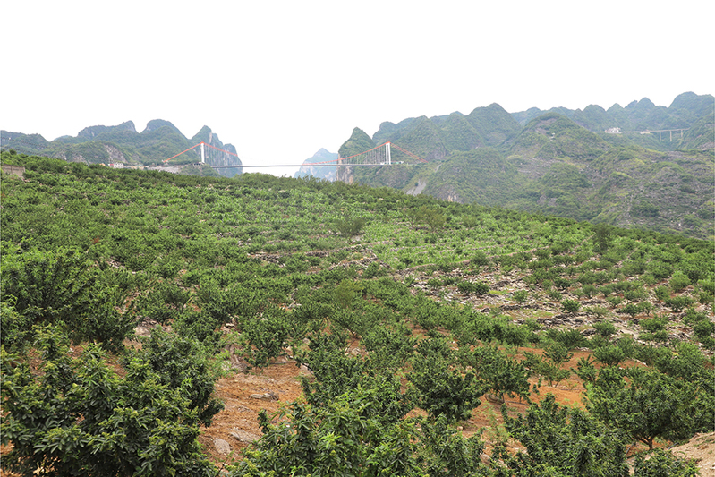 关岭坝山村花椒种植基地.JPG