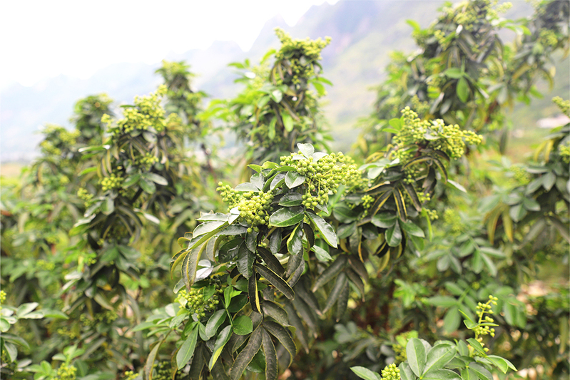 关岭坝山村花椒种植基地花椒挂满枝条.JPG