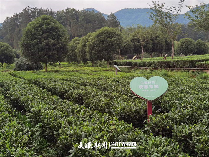 1690467766977352.jpg 兰馨公司创新推出的定制化“玩家茶园”.jpg