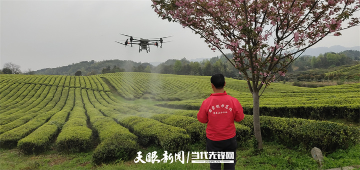 1690466795342844.jpg 运用无人机对茶园进行管护.jpg
