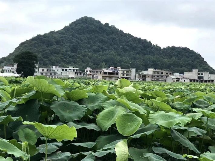 交椅村荷花塘.jpg