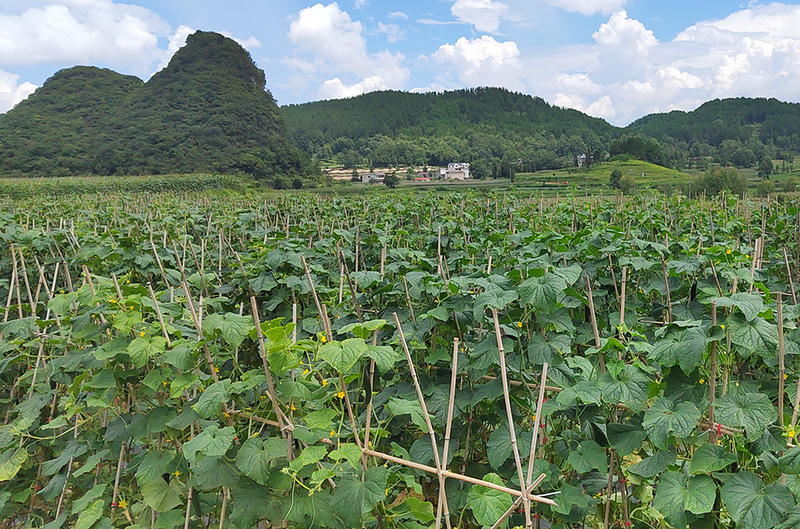 黄瓜种植基地.jpg