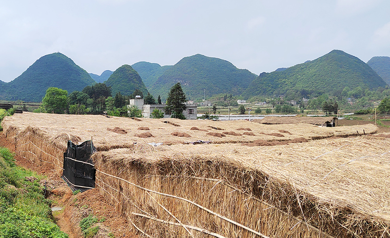 红托竹荪种植基地.jpg