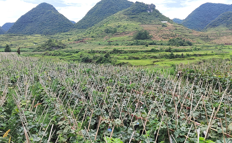 冬瓜种植基地.jpg