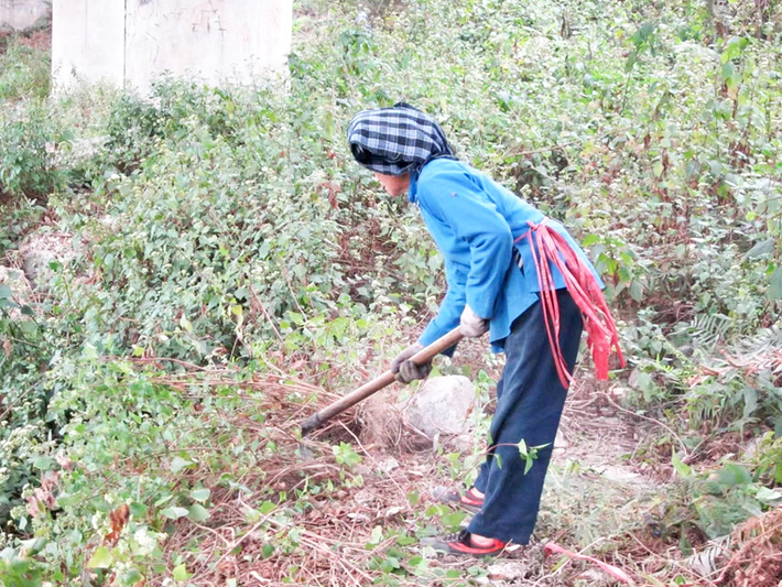 当地群众正在铲除紫茎泽兰.jpg