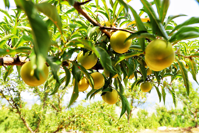 新铺镇种植的蜂糖李.jpg