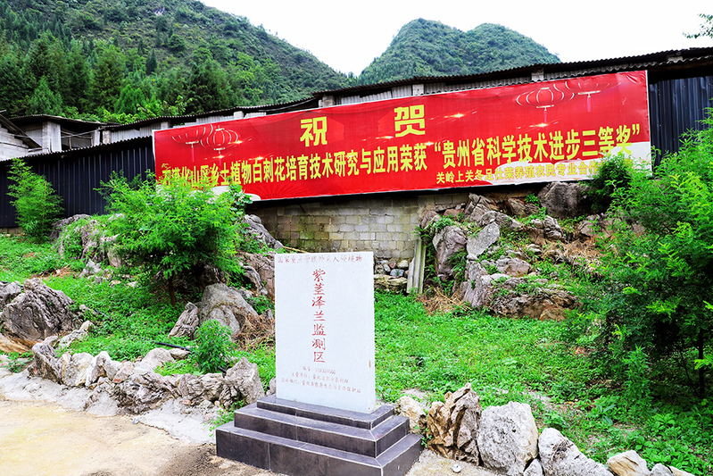 上关镇冬足村紫茎泽兰监测区 (2).jpg