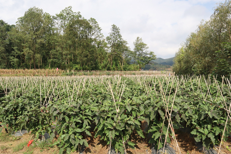 茄子种植基地.jpg