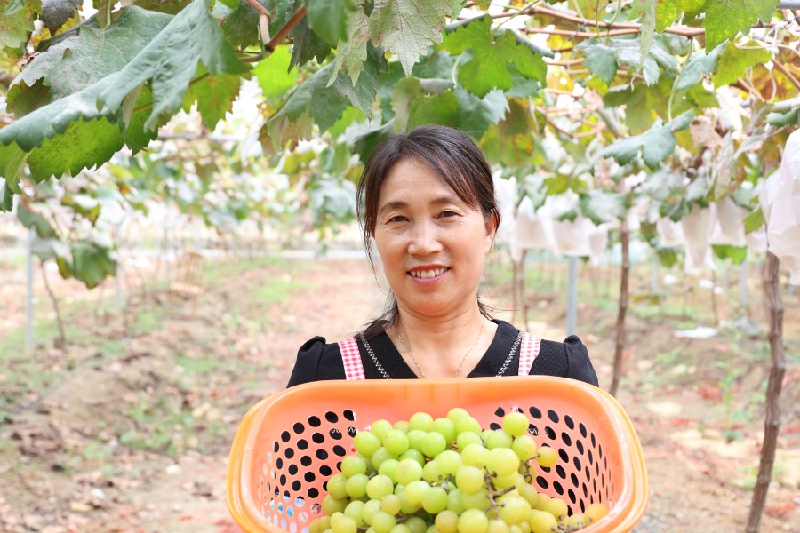 10月11日，记者走进位于安顺经开区幺铺镇的安湖村精品葡萄产业园，一串串颗粒饱满、晶莹剔透的葡萄挂满枝头。四处弥漫着葡萄成熟的芳香，工人在园中穿梭，手拿着果剪，剪下大串的“阳光玫瑰”葡萄装进果篮，园中洋溢着丰收的喜悦。（安顺日报融媒体中心记者 唐琪）