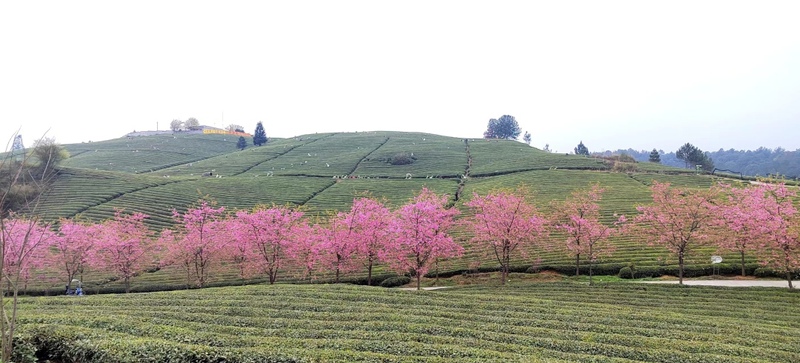 安顺御茶村茶业有限责任公司位于鸡场乡的生态茶园.jpg