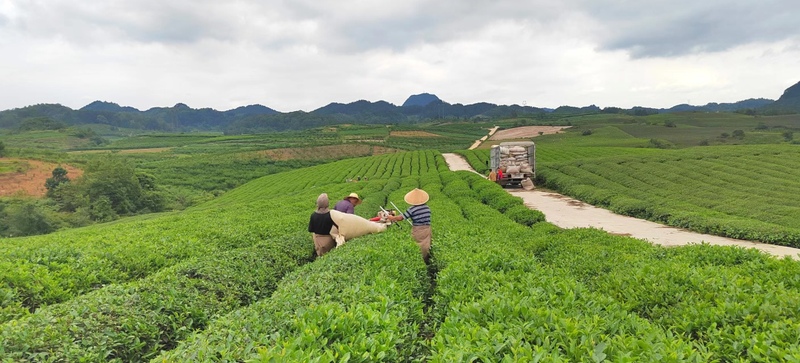 十二茅坡夏秋茶采收忙1.jpg