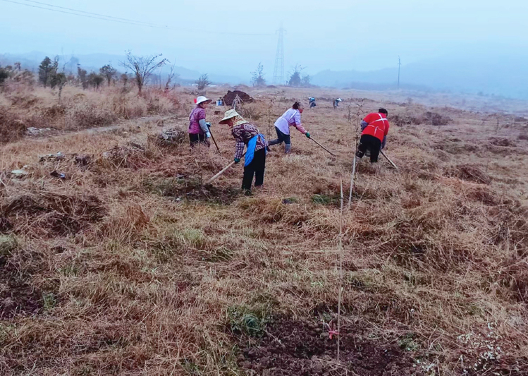 建设金刺梨种植示范基地.jpg