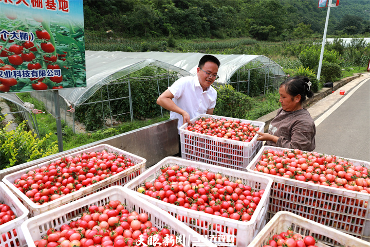 贵州省黔西市新仁苗族乡化屋村圣女果种植基地，当地干部群众在搬运圣女果。翟培声 摄.JPG