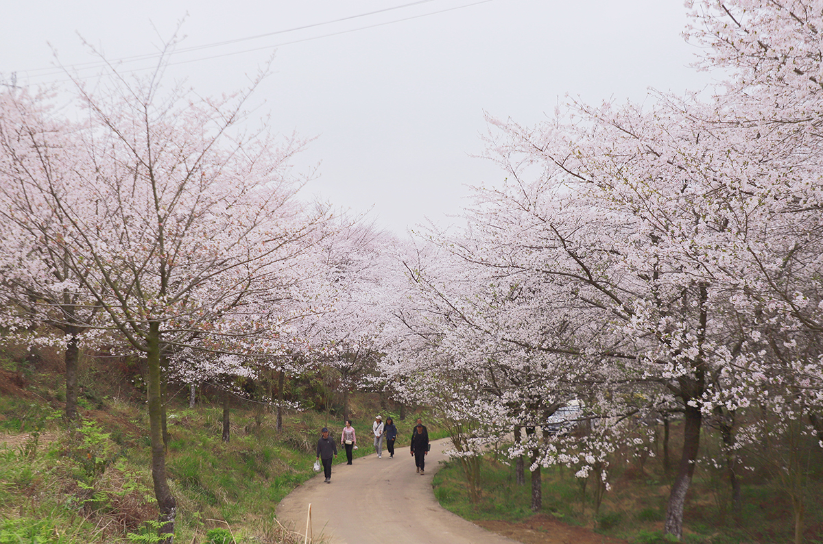 阳春三月，百花盛开。3月25至26日，位于西秀区黄腊乡龙青村的5000亩樱海，30000余株樱花进入了盛放期，吸引了不少“追花人”漫步其中，享受畅游花海带来的乐趣。（安顺日报融媒体中心记者 胡典 摄）