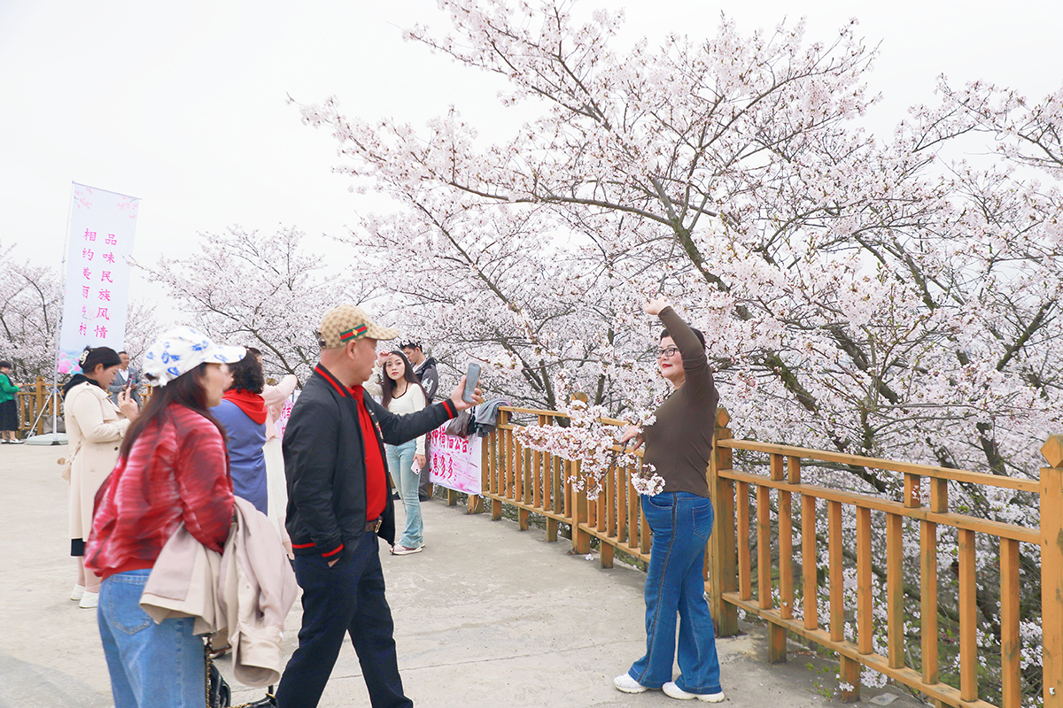 阳春三月，百花盛开。3月25至26日，位于西秀区黄腊乡龙青村的5000亩樱海，30000余株樱花进入了盛放期，吸引了不少“追花人”漫步其中，享受畅游花海带来的乐趣。（安顺日报融媒体中心记者 胡典 摄）