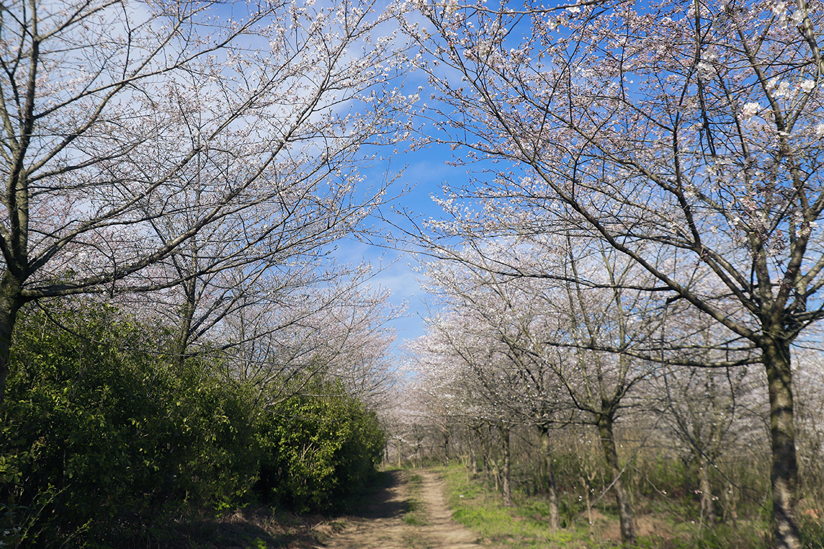 阳春三月，百花盛开。3月25至26日，位于西秀区黄腊乡龙青村的5000亩樱海，30000余株樱花进入了盛放期，吸引了不少“追花人”漫步其中，享受畅游花海带来的乐趣。（安顺日报融媒体中心记者 胡典 摄）