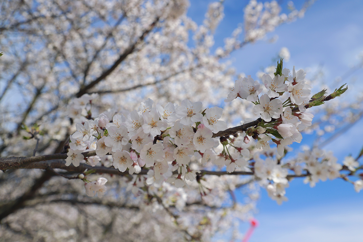 阳春三月，百花盛开。3月25至26日，位于西秀区黄腊乡龙青村的5000亩樱海，30000余株樱花进入了盛放期，吸引了不少“追花人”漫步其中，享受畅游花海带来的乐趣。（安顺日报融媒体中心记者 胡典 摄）