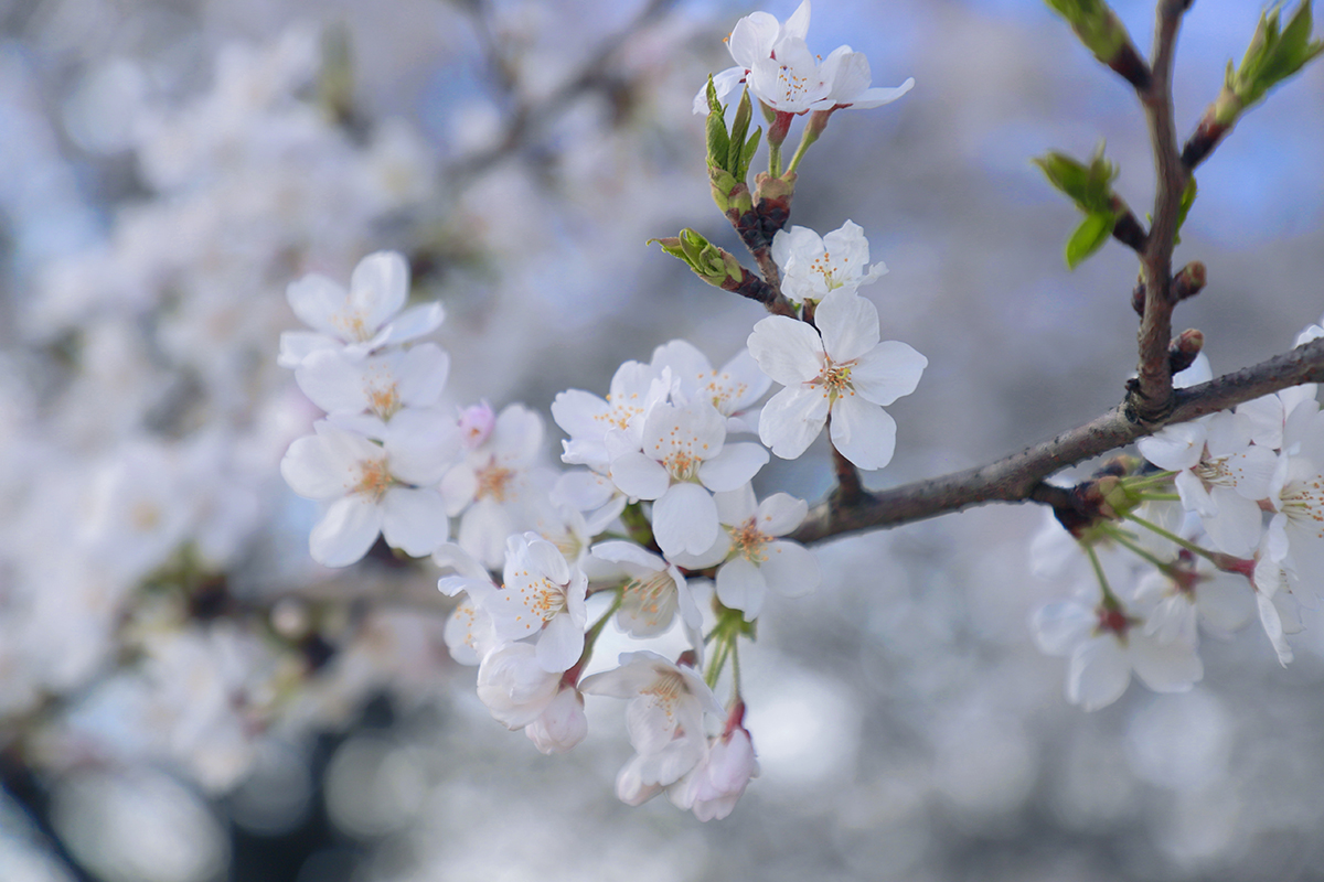 阳春三月，百花盛开。3月25至26日，位于西秀区黄腊乡龙青村的5000亩樱海，30000余株樱花进入了盛放期，吸引了不少“追花人”漫步其中，享受畅游花海带来的乐趣。（安顺日报融媒体中心记者 胡典 摄）