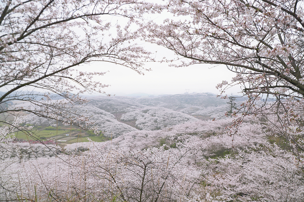 阳春三月，百花盛开。3月25至26日，位于西秀区黄腊乡龙青村的5000亩樱海，30000余株樱花进入了盛放期，吸引了不少“追花人”漫步其中，享受畅游花海带来的乐趣。（安顺日报融媒体中心记者 胡典 摄）