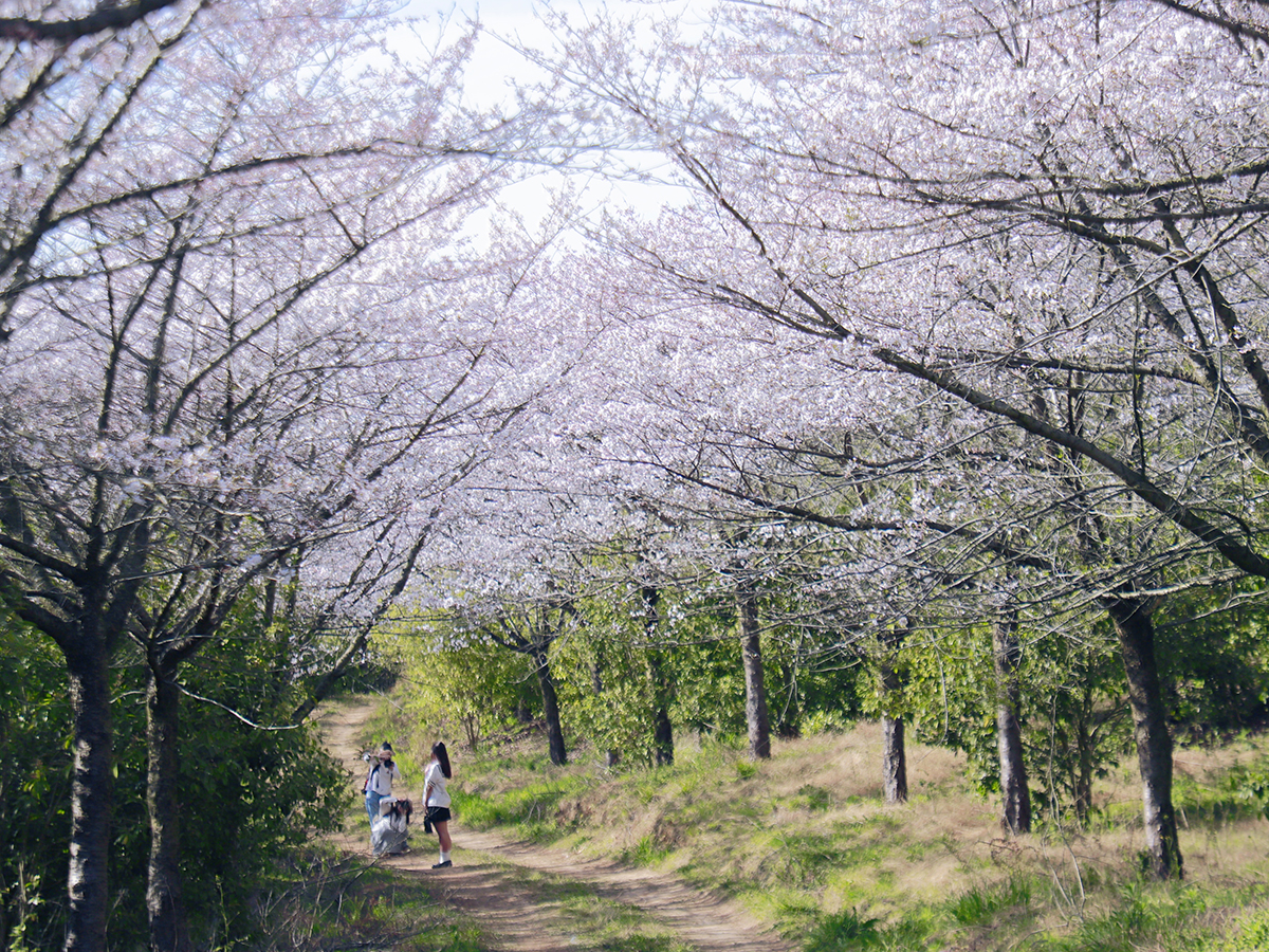 阳春三月，百花盛开。3月25至26日，位于西秀区黄腊乡龙青村的5000亩樱海，30000余株樱花进入了盛放期，吸引了不少“追花人”漫步其中，享受畅游花海带来的乐趣。（安顺日报融媒体中心记者 胡典 摄）