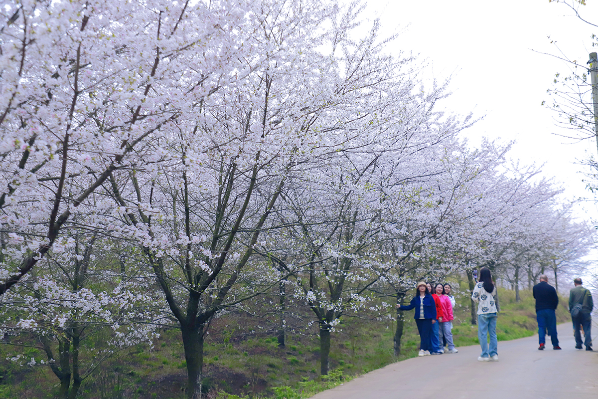 阳春三月，百花盛开。3月25至26日，位于西秀区黄腊乡龙青村的5000亩樱海，30000余株樱花进入了盛放期，吸引了不少“追花人”漫步其中，享受畅游花海带来的乐趣。（安顺日报融媒体中心记者 胡典 摄）