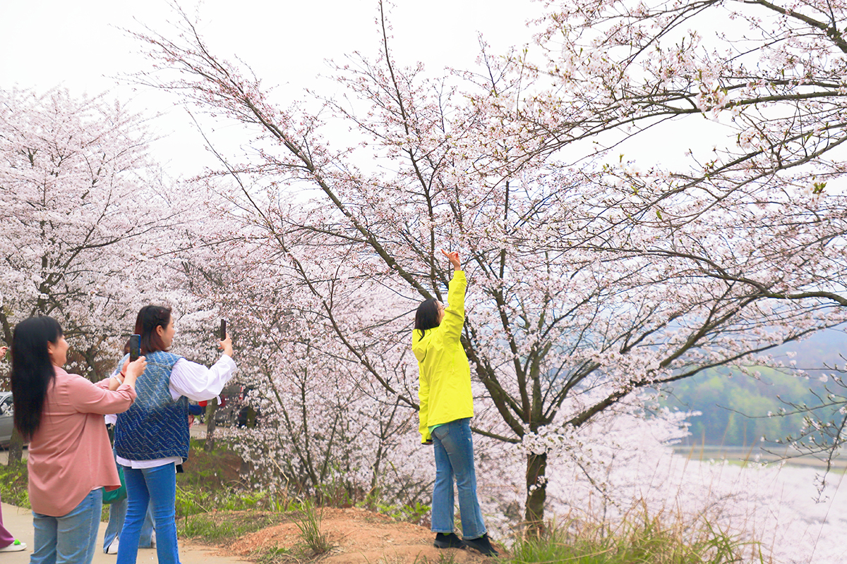 阳春三月，百花盛开。3月25至26日，位于西秀区黄腊乡龙青村的5000亩樱海，30000余株樱花进入了盛放期，吸引了不少“追花人”漫步其中，享受畅游花海带来的乐趣。（安顺日报融媒体中心记者 胡典 摄）