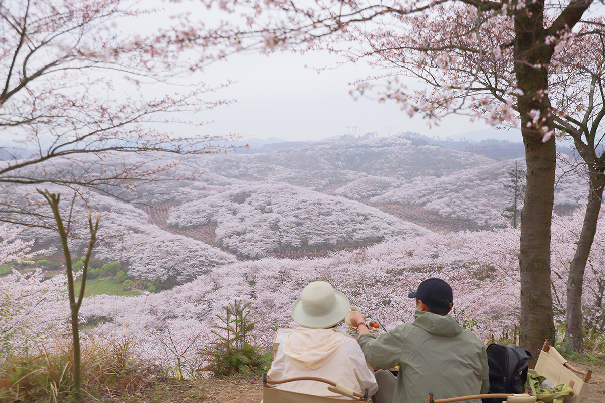 阳春三月，百花盛开。3月25至26日，位于西秀区黄腊乡龙青村的5000亩樱海，30000余株樱花进入了盛放期，吸引了不少“追花人”漫步其中，享受畅游花海带来的乐趣。（安顺日报融媒体中心记者 胡典 摄）