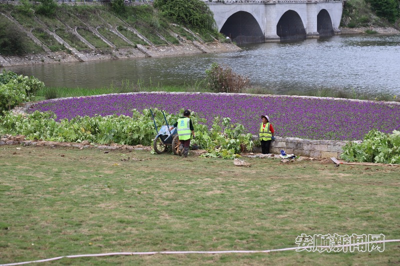 5月14日，记者在虹山公园看到，一簇簇紫色小花开得正盛，散发着浓郁花香，现场呈一片梦幻的紫色海洋。现场施工人员介绍，这是刚种植的马鞭草，是虹山公园海绵城市科普展示提升项目（二期）的景观品质提升工程，工程结束后，成片的马鞭草将与游客见面。（安顺日报融媒体中心记者 卢维 摄）