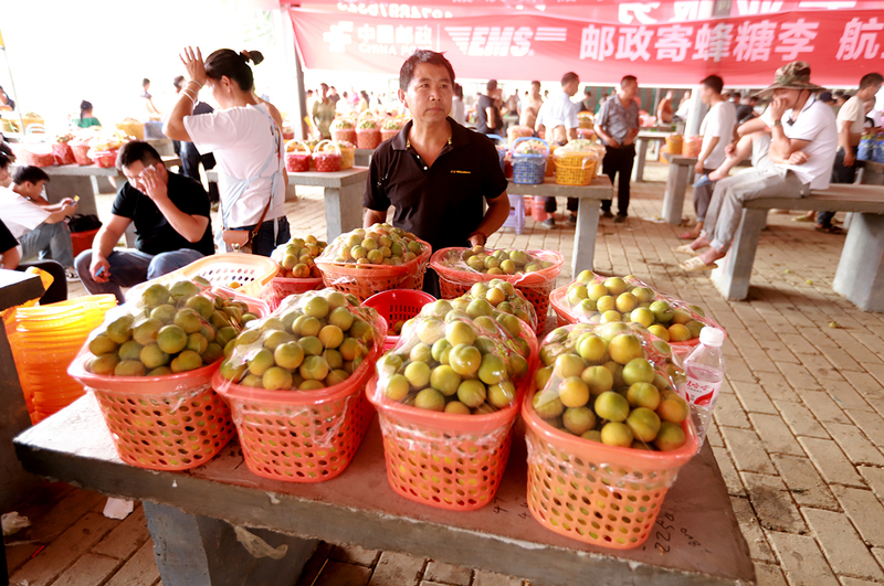 镇宁蜂糖李交易市场售卖蜂糖李的果农.jpg