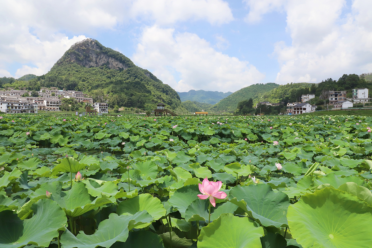 　　又是一年盛夏时，又到一年赏荷季。7月22日，记者在普定县化处镇水井村看到，该村千余亩荷花迎来盛开季节，荷花绽放的景象如诗如画。千余亩荷田与四围村落相映而成的乡村美景，吸引不少游客徘徊于观光栈道上，赏花赏景、拍照打卡。据悉，“四季普定·荷里有约”普定县第八届乡村嘉年华水井荷花节，将于7月27日开幕，改造提质后的荷花园焕然一新，将开启一场“荷您有约”的美妙之旅。（安顺日报融媒体中心记者 吴学思）