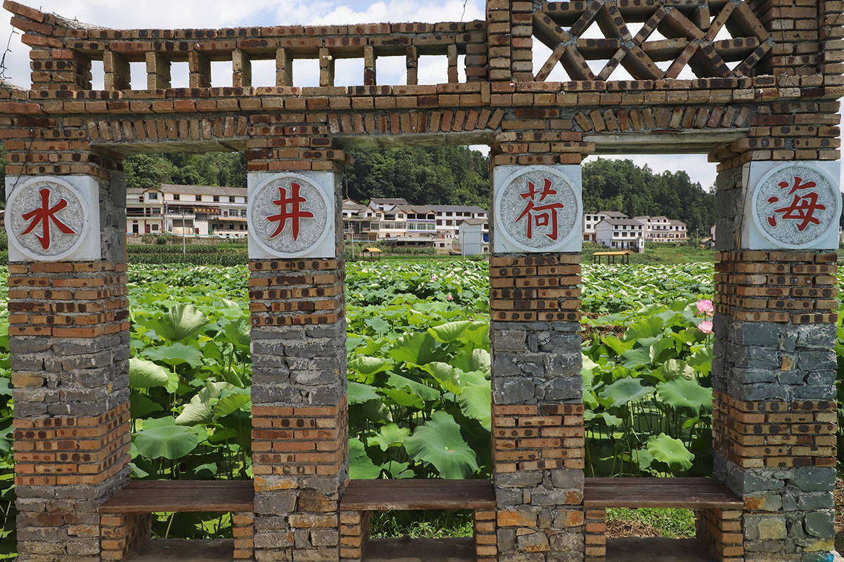 　　又是一年盛夏时，又到一年赏荷季。7月22日，记者在普定县化处镇水井村看到，该村千余亩荷花迎来盛开季节，荷花绽放的景象如诗如画。千余亩荷田与四围村落相映而成的乡村美景，吸引不少游客徘徊于观光栈道上，赏花赏景、拍照打卡。据悉，“四季普定·荷里有约”普定县第八届乡村嘉年华水井荷花节，将于7月27日开幕，改造提质后的荷花园焕然一新，将开启一场“荷您有约”的美妙之旅。（安顺日报融媒体中心记者 吴学思）