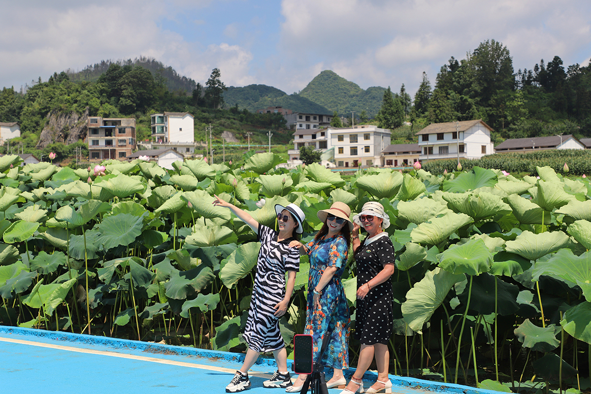 　　又是一年盛夏时，又到一年赏荷季。7月22日，记者在普定县化处镇水井村看到，该村千余亩荷花迎来盛开季节，荷花绽放的景象如诗如画。千余亩荷田与四围村落相映而成的乡村美景，吸引不少游客徘徊于观光栈道上，赏花赏景、拍照打卡。据悉，“四季普定·荷里有约”普定县第八届乡村嘉年华水井荷花节，将于7月27日开幕，改造提质后的荷花园焕然一新，将开启一场“荷您有约”的美妙之旅。（安顺日报融媒体中心记者 吴学思）