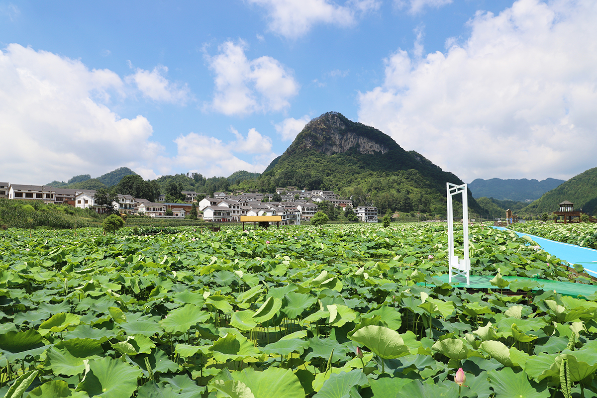 　　又是一年盛夏时，又到一年赏荷季。7月22日，记者在普定县化处镇水井村看到，该村千余亩荷花迎来盛开季节，荷花绽放的景象如诗如画。千余亩荷田与四围村落相映而成的乡村美景，吸引不少游客徘徊于观光栈道上，赏花赏景、拍照打卡。据悉，“四季普定·荷里有约”普定县第八届乡村嘉年华水井荷花节，将于7月27日开幕，改造提质后的荷花园焕然一新，将开启一场“荷您有约”的美妙之旅。（安顺日报融媒体中心记者 吴学思）