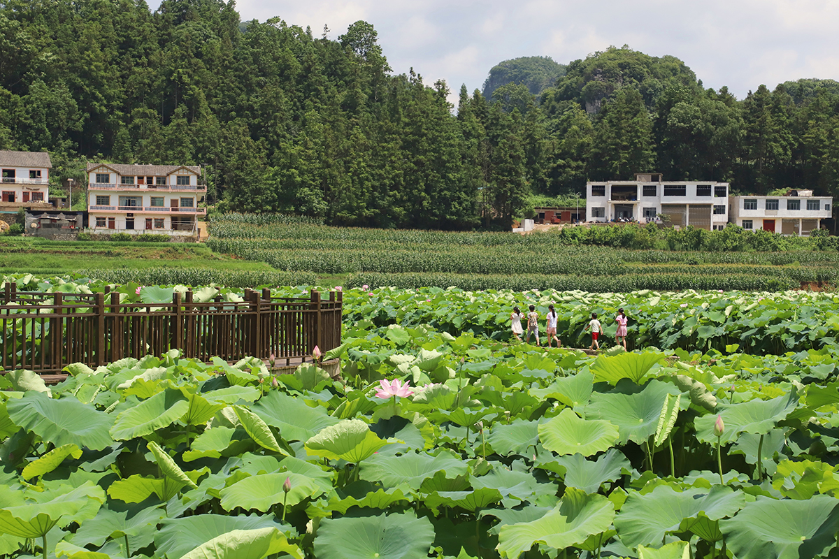 　　又是一年盛夏时，又到一年赏荷季。7月22日，记者在普定县化处镇水井村看到，该村千余亩荷花迎来盛开季节，荷花绽放的景象如诗如画。千余亩荷田与四围村落相映而成的乡村美景，吸引不少游客徘徊于观光栈道上，赏花赏景、拍照打卡。据悉，“四季普定·荷里有约”普定县第八届乡村嘉年华水井荷花节，将于7月27日开幕，改造提质后的荷花园焕然一新，将开启一场“荷您有约”的美妙之旅。（安顺日报融媒体中心记者 吴学思）