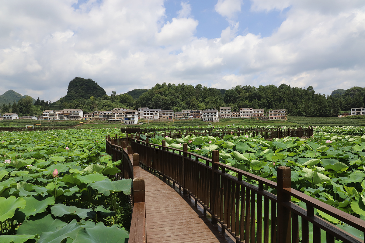 　　又是一年盛夏时，又到一年赏荷季。7月22日，记者在普定县化处镇水井村看到，该村千余亩荷花迎来盛开季节，荷花绽放的景象如诗如画。千余亩荷田与四围村落相映而成的乡村美景，吸引不少游客徘徊于观光栈道上，赏花赏景、拍照打卡。据悉，“四季普定·荷里有约”普定县第八届乡村嘉年华水井荷花节，将于7月27日开幕，改造提质后的荷花园焕然一新，将开启一场“荷您有约”的美妙之旅。（安顺日报融媒体中心记者 吴学思）